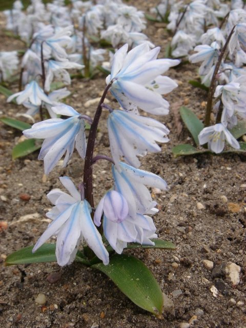 Scilla tubergeniana